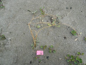 A success! -- Note the spear shaped leaves, which indicates pink rather than yellow sand verbena.