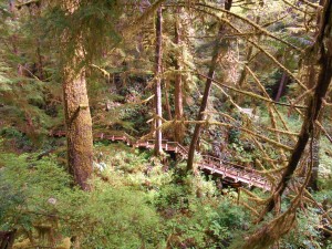 DSCN0301 (Majestic Forest - Schooner)