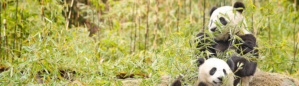 Is Panda Conservation all that Black and White?