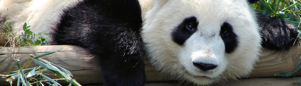 Is Panda Conservation all that Black and White?