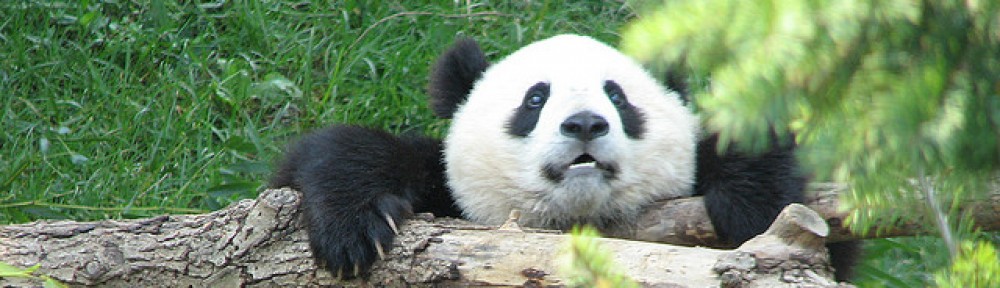 Is Panda Conservation all that Black and White?