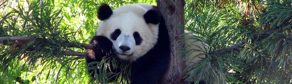 Is Panda Conservation all that Black and White?