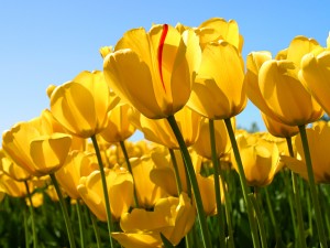 Yellow tulips