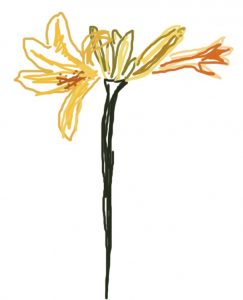 Hemerocallis middendorffii flowers
