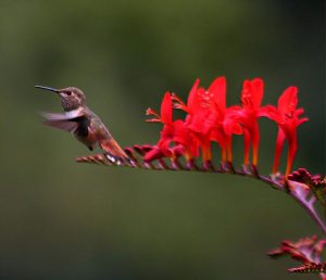 Hummingbird-_among_and_Crocosmia