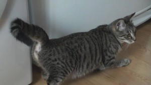 Cat expressing typical estrus behavior, characterized by lowered copulatory position. Photo source: https://i.ytimg.com/vi/o1Eczgku9ng/maxresdefault.jpg