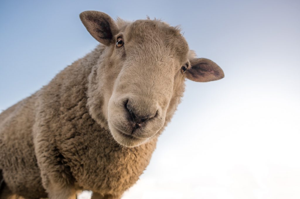 close up of sheep's face looking into the camera, with what looks like a curious look