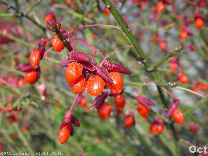 euonymus alatus fruit