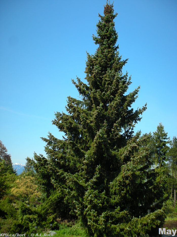 Picea omorika | LARC 316: Trees and Shrubs in the Landscape