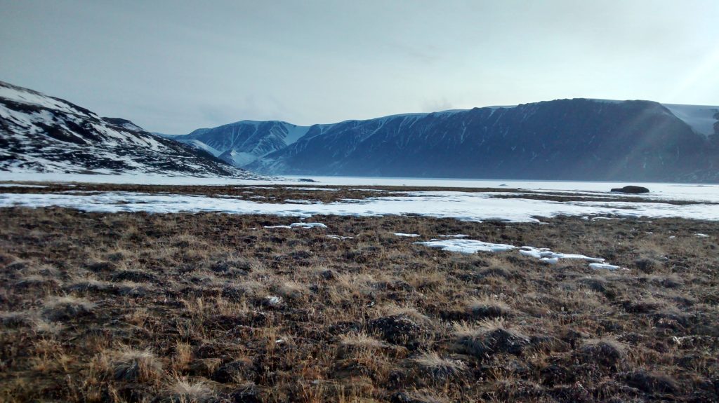 Tundra during snow melt. Photo courtesy of Danielle Black