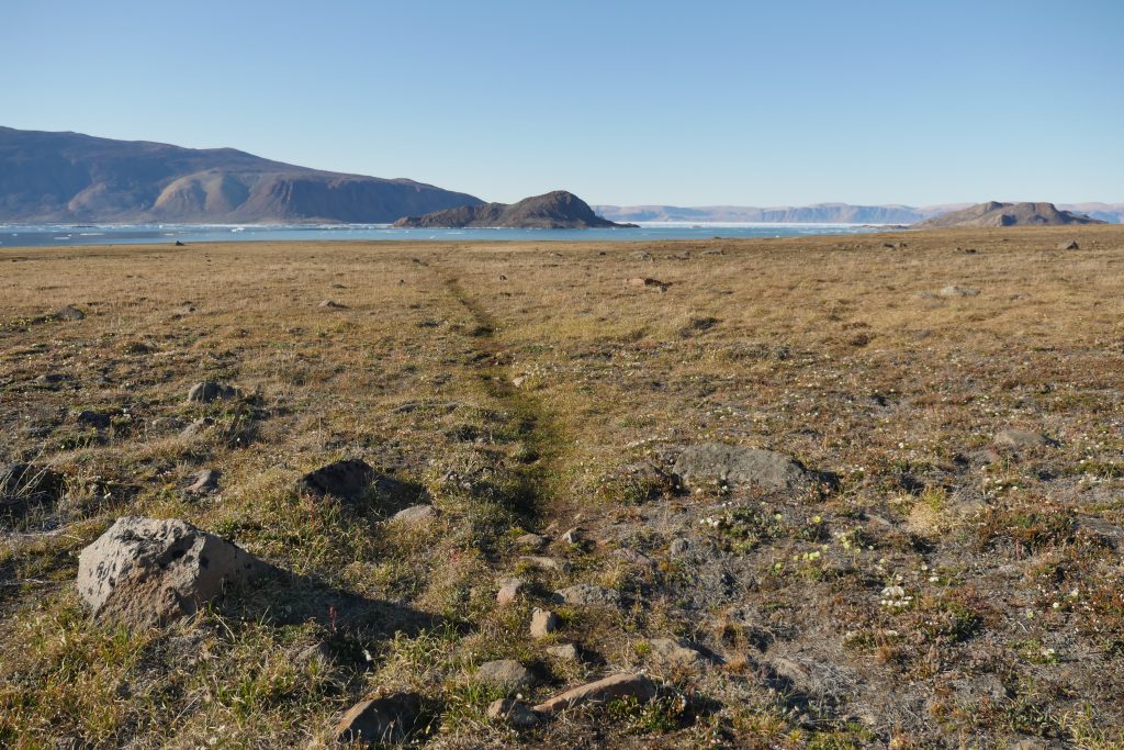 A well-trod path at Alexandra Fiord