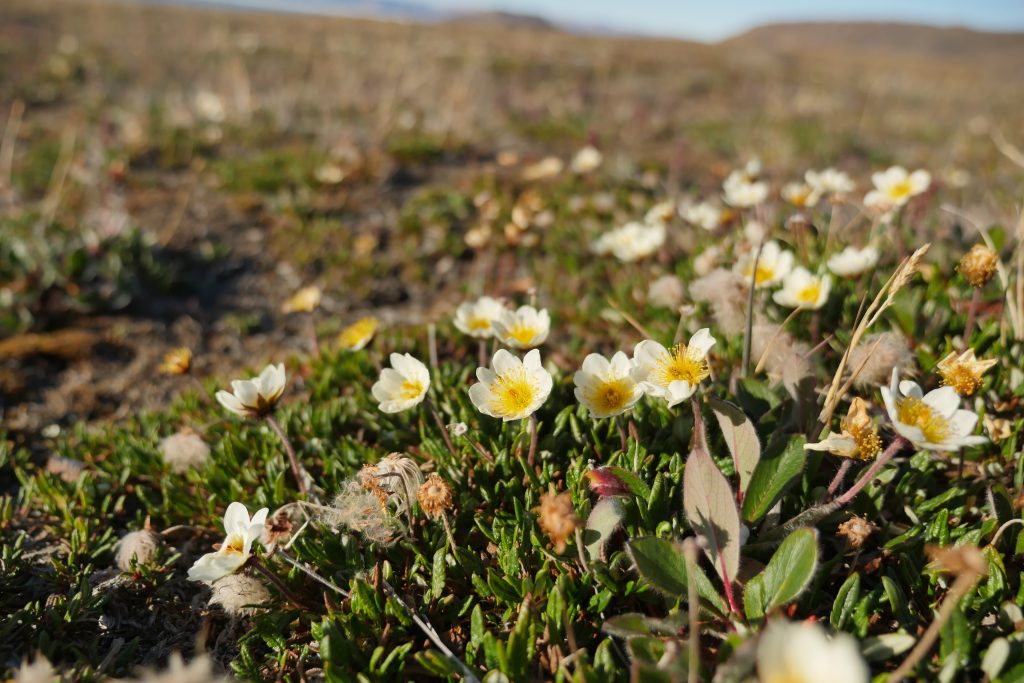 Dryas Integrifolia