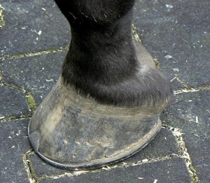 Hoof conformation 