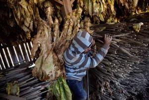 Child in tobacco farms