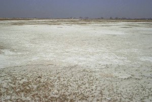 High Salinity Soil