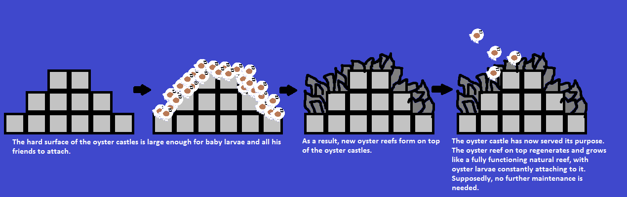 The purpose of oyster castles is to allow oysters to grow into a natural, fully-functioning reef. 
