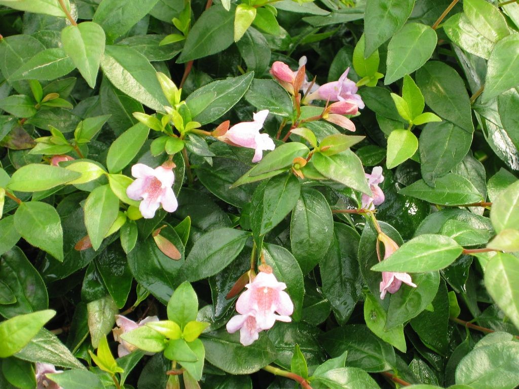 Abelia ‘Edward Goucher’