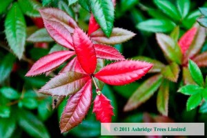 Berberis julianae