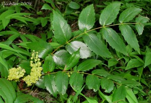 Berberis nervosa