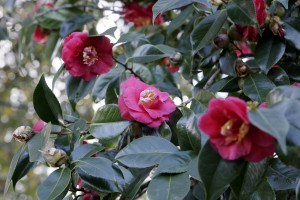 Camellia japonica