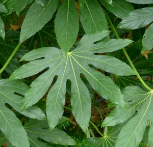 Fatsia japonica