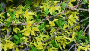 Forsythia x intermedia ‘Lynnwood’