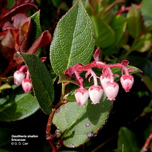 Gaultheria shallon