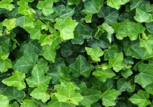 Hedera hibernica