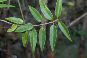 Lonicera acuminata