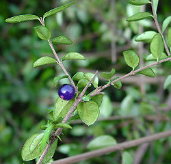 Lonicera ligustrina var. pileata