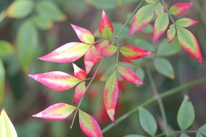 Nandina domestica