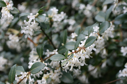 Osmanthus delavayi
