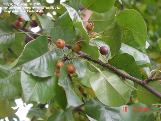 Pyrus calleryana