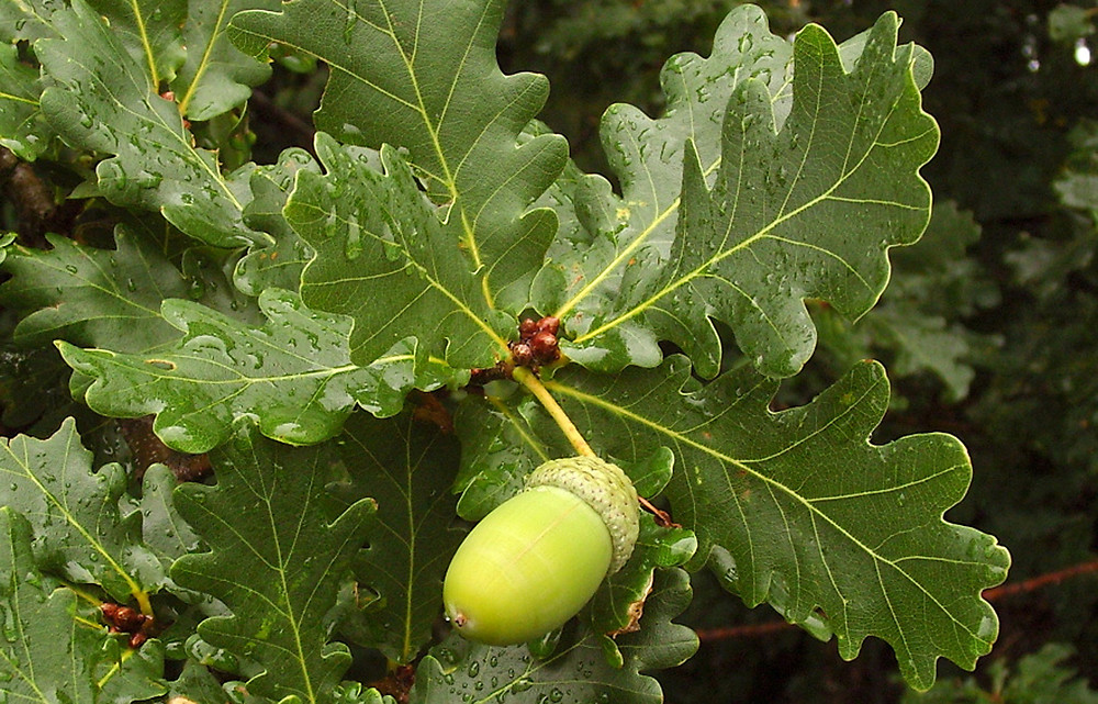 Quercus robur