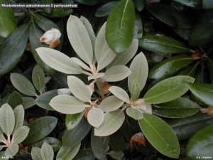 Rhododendron yakushimanum