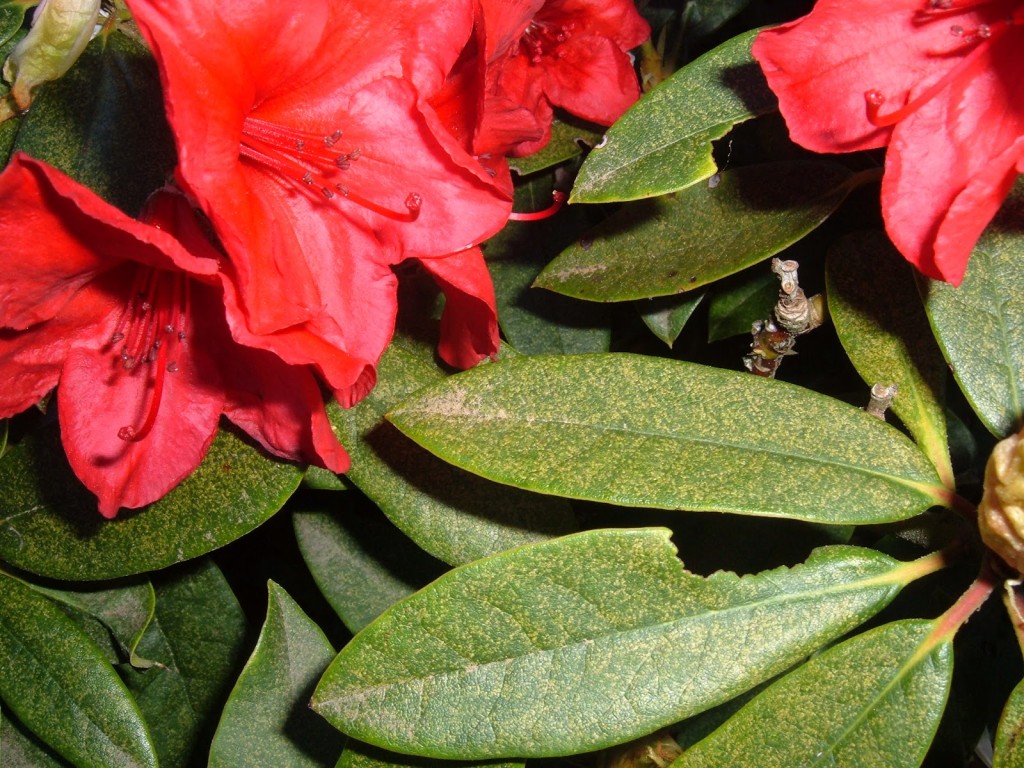 Rhododendron ‘Vulcan’