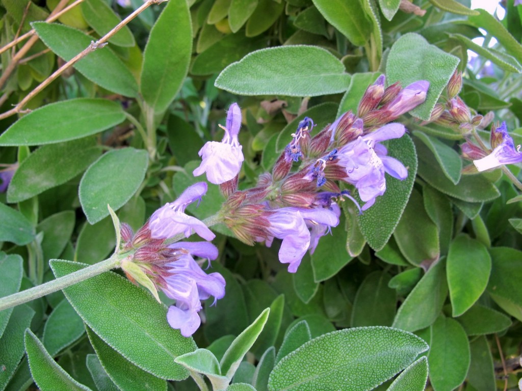 Salvia-officinalis-L