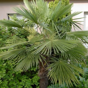 Trachycarpus fortunei