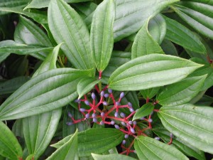 Viburnum davidii