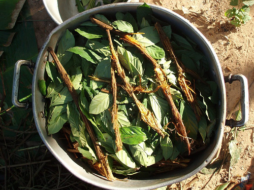 Ayahuasca y chacruna - cooking I. By Awkipuma. Source: Wikimedia commons, via Creatice commons.