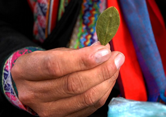 Man holding coca leaf in Bolivia. by Marcello Casal Jr./ABr - Agência Brasil. Source: Wikipedia, via Creative Commons.