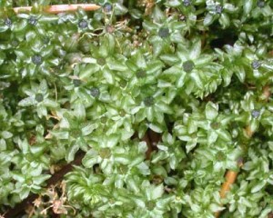 Its common name is badge moss because the male plants look like an emblem.