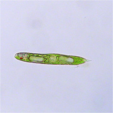 Euglena are eat other organisms and can also photosythesize (make food from light).  They also have a tail that helps them move.