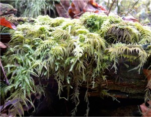 This moss commonly grows over rotting wood, on the ground, and even on rocks.