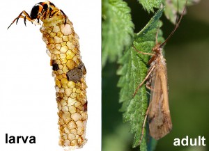 Caddisfly larvae make their own houses.  Some make them out of stones, others twigs, and some even leaves.