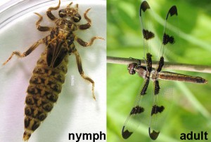 Dragonflies have a larval stage called a nymph which are actually really amazing hunters.