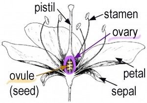 The ovary of the flower becomes the fruit and the ovules (structures that contained the eggs.