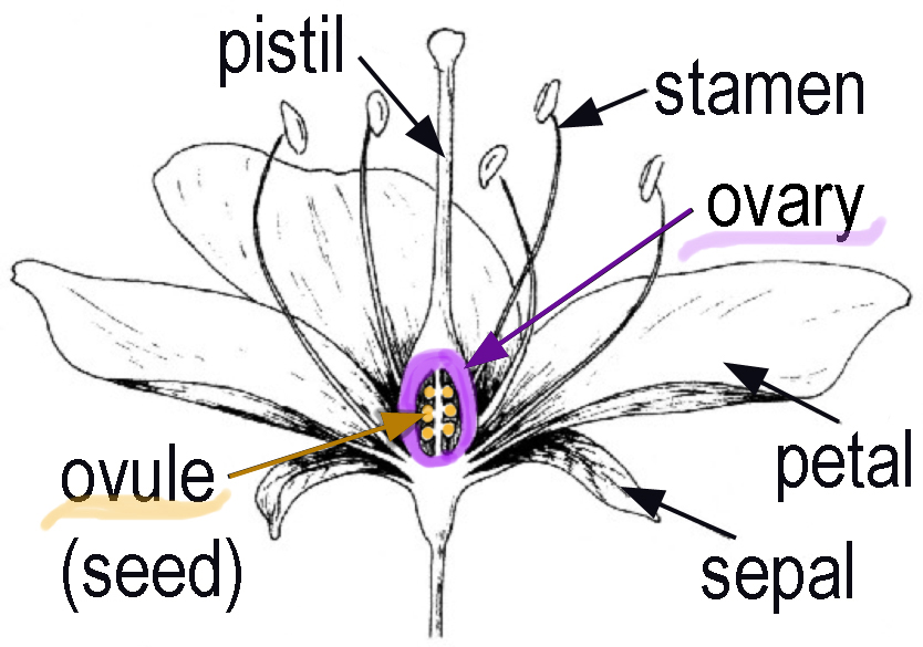 plant ovary