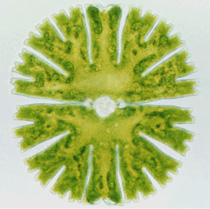 Micrasterial is a green alga known as a desmid.  They have two identical halves.