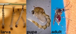 Mosquitoes have larval and pupal stages that are aquatic. 
